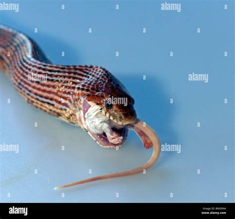 Snake swallowing mouse hi-res stock photography and images - Alamy