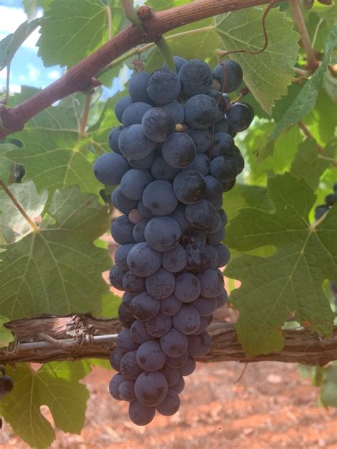 Touriga Nacional: what it tastes like, the best winemakers, and more