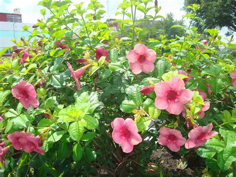 sancarlosfortin: flores en parque de la revolucion en guadalajara jalisco