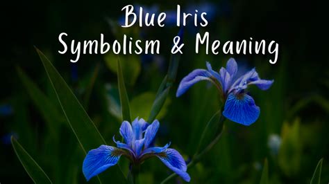 Blue Iris Symbolism (Top 14 Meanings) - Give Me History