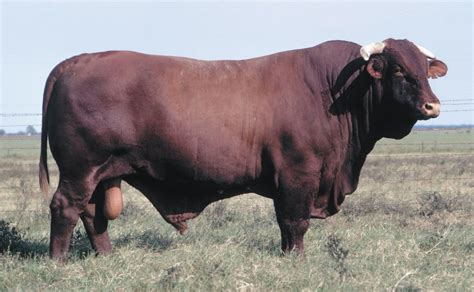 Santa Gertrudis | Beef Cattle, Red Color, Heat Tolerance | Britannica