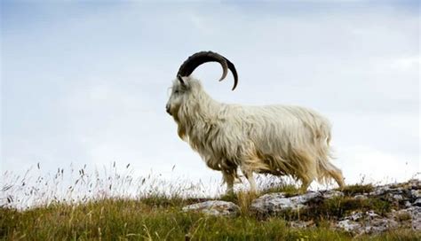 Cashmere Goat – All About Goats