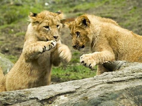 Lion Cubs At Play | The Lions at Knowsley Safari Park. Most … | Flickr