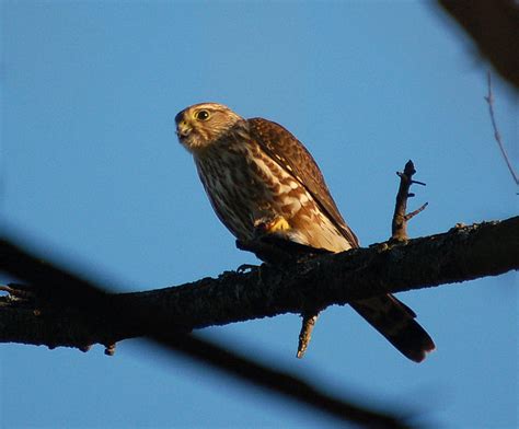 Florida Everglades Birds of Prey | WanderWisdom