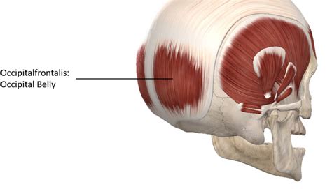 Posterior Lateral View Of The Skull - Posterior Skull Muscles Anatomy ...