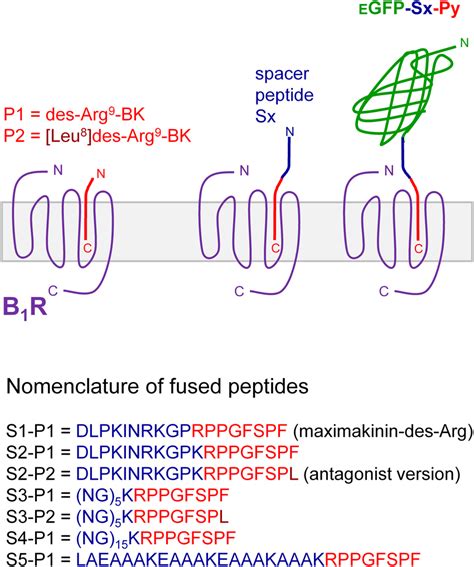 Schematic representation of the design of fusion proteins evaluated as ...