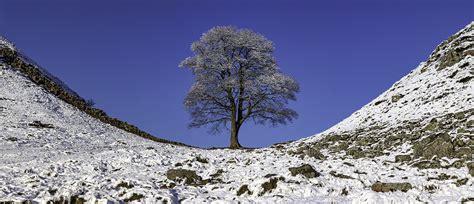 Sycamore Gap in Winter on Hadrian's Wall, Northumberland National Park ...