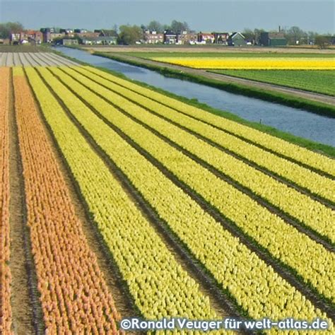 Photo Tulip fields, Lisse | Welt-Atlas.de