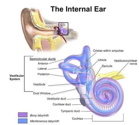 The Vestibular System: Definition, Anatomy & Function | Study.com