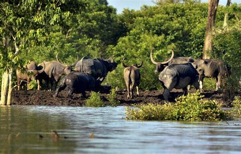 Assam floods: Kaziranga National Park under water, animals struggle to find shelter