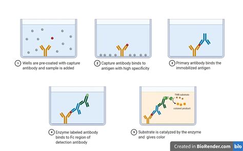 ELISA Test: Principle, Types, and Uses • Microbe Online