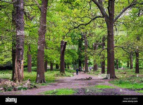 Richmond Park, London, England, UK Stock Photo - Alamy