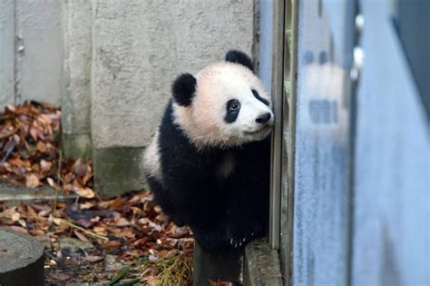 Ueno Zoo to make panda-viewing easier with new system and extended ...