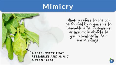 Mimicry Definition and Examples - Biology Online Dictionary