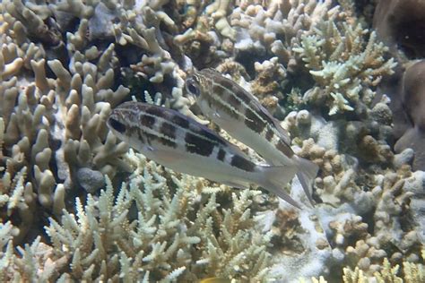 Snorkeling at Bunaken Timur | Snorkeling in Sulawesi, Indonesia