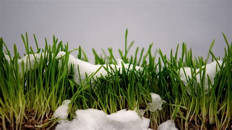 Winter Grass Seed Supplier | Winter Grass Seed : Dunteman Turf Farms