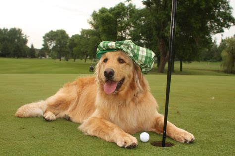 60 ideas de Animals on a golf Course | golf, campos de golf, perros tontos