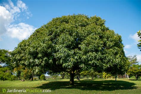 Árbol de Mango: características, cultivo, cosecha y abono - Jardinería ...