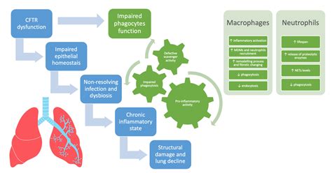 IJMS | Free Full-Text | Impact of CFTR Modulators on the Impaired Function of Phagocytes in ...