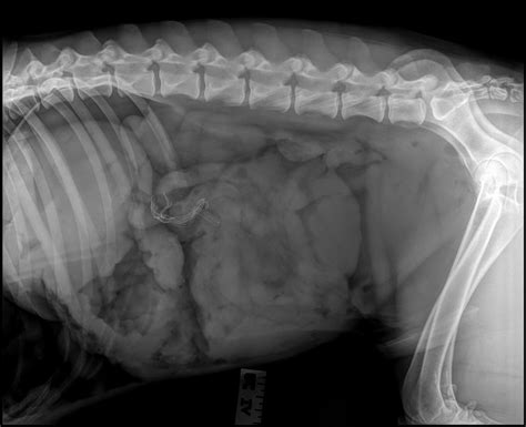 Gastric dilatation and volvulus. Part 2: Intraand post-operative patient care by Jennifer ...