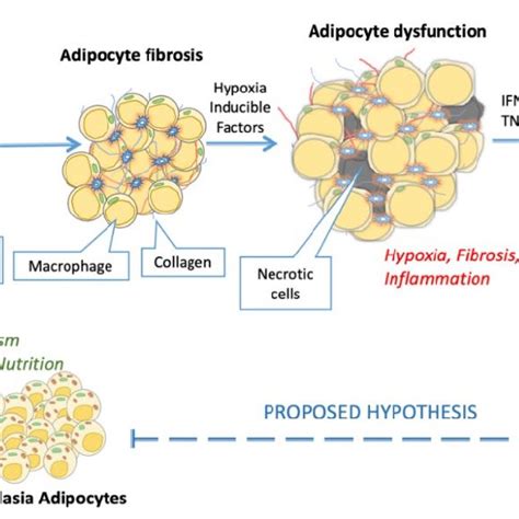 The autocrine and paracrine functions of MSC. The left side depicts the ...