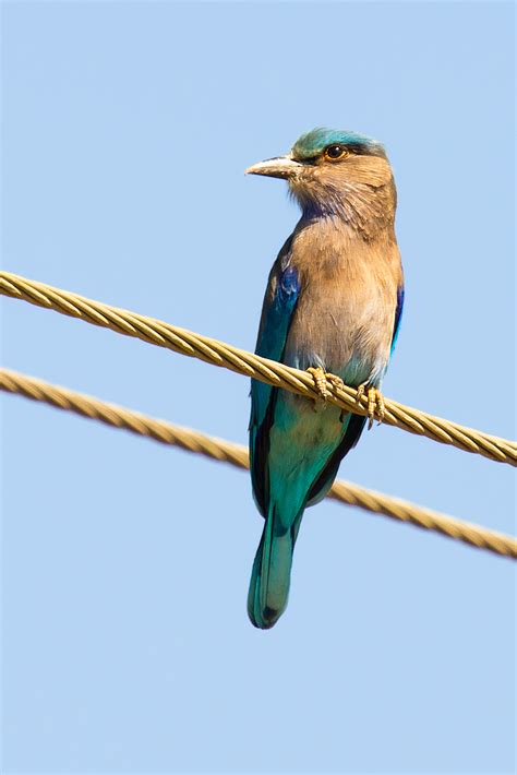 Indian Roller in China - Shanghai Birding 上海观鸟