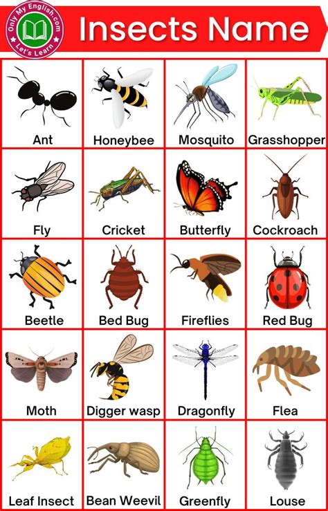 100+ List of all Insects Name in English with Pictures | Insects names ...