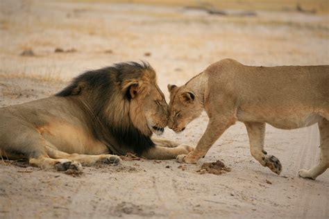 Photos of Cecil the Lion in Hwange National Park taken by Brent ...