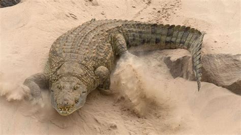 BBC - Earth - Why do crocodiles attack humans?