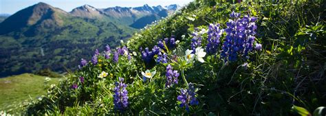 Wildflowers: an Alaskan color palette – Updates from the U.S. Fish and Wildlife Service – Medium