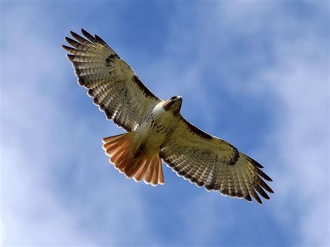 Red-tailed Hawk vs Red-shouldered Hawk: What Are The… | Birdfact