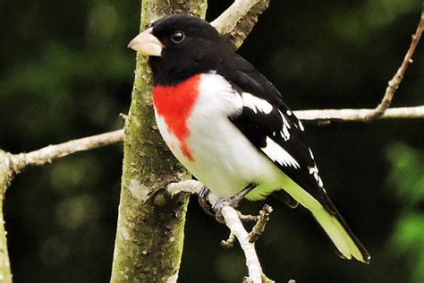 Bird Informer: Rose-breasted Grosbeak: Bird Identification, Habits ...