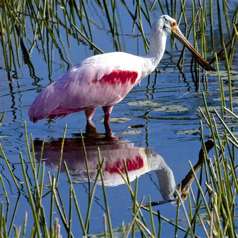 Roseate Spoonbill reflection | Shutterbug