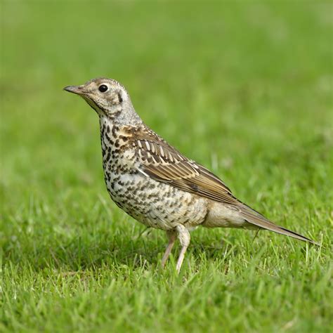 mistle thrush - Frith Lodge Keld