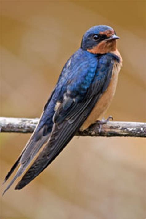 Barn Swallow Facts for Kids - NatureMapping