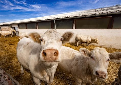 Premium Photo | Charolais beef cattle