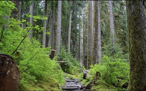 Enjoying Nature in Olympia: A Look at the City’s Best Outdoor Recreation - Olympia, WA Today