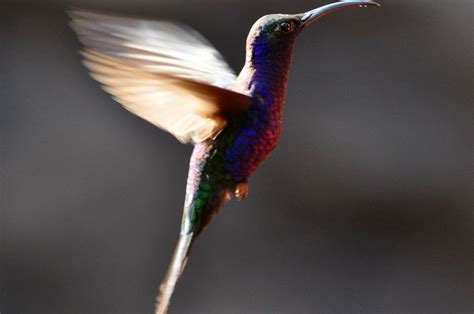 A Tree Falling: La Paz Waterfall Gardens: Hummingbirds