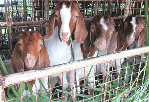 Goat Farming in Bangladesh | Modern Farming Methods