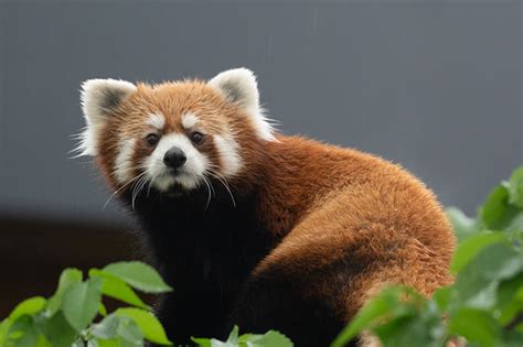 Red Panda Habitat and Play Space :: City of Edmonton