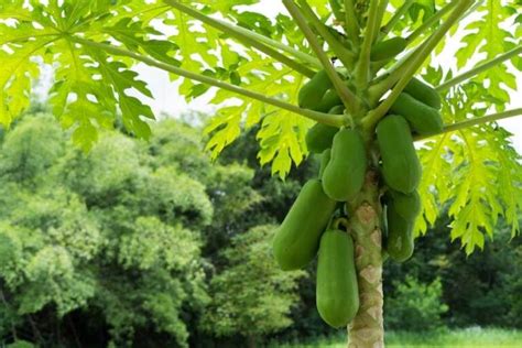 Growing Info And Care of Papaya Fruit Trees