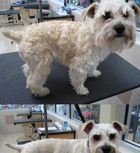 schnoodlesoffun: Grooming Styles For Schnoodles | cutest schnoodle ever ...