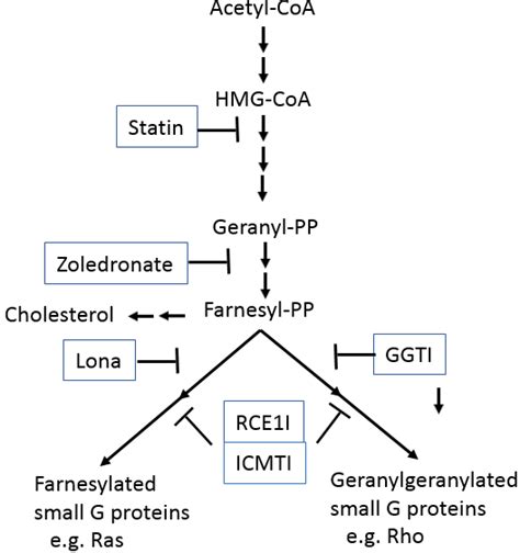 Schematic representation of the prenylation pathway. Compounds used as... | Download Scientific ...