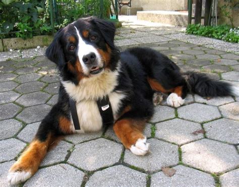 Bernese Mountain Dog Info, Temperament, Puppies, Training, Pictures