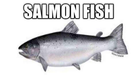 SALMON FISH | SALMON FISH FARMING | ATLANTIC SALMON Vs PACIFIC SALMON | SALMON FISHING IN IDAHO ...