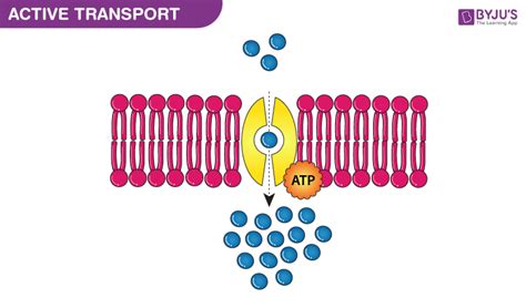 What Is Active Transport In A Cell - Transport Informations Lane