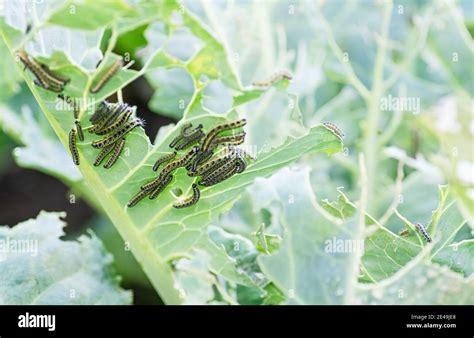 The caterpillars of the cabbage butterfly larvae eat the leaves of the ...