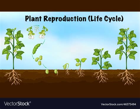 Plant reproduction life cycle Royalty Free Vector Image