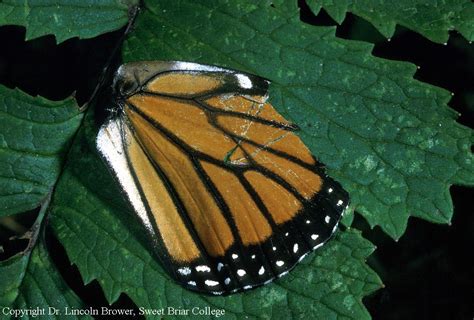 Monarch Butterfly Wings