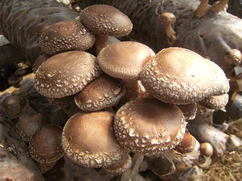 Shiitake Mushroom / Mycelium Spores Spawn Dried Seeds From - Etsy